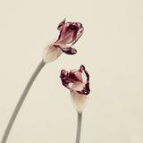 Flowers #7