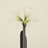 Flowers #8
