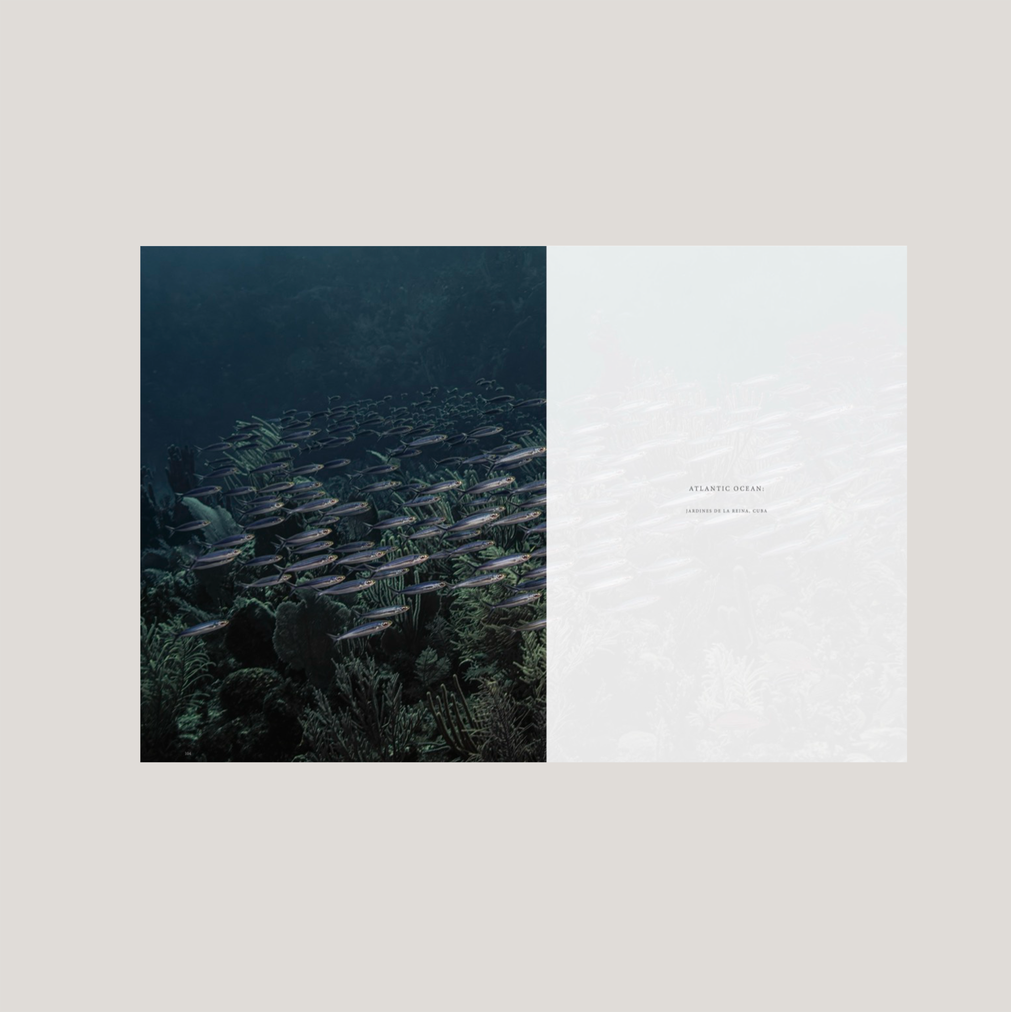 Wild Ocean