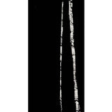 Black Birch Series #14